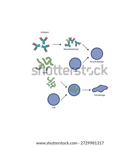 Neutralization of exotoxin by antitoxin antibodies diagram showing toxin binding, antibody inhibition, and prevention of cell damage. Simple diagram