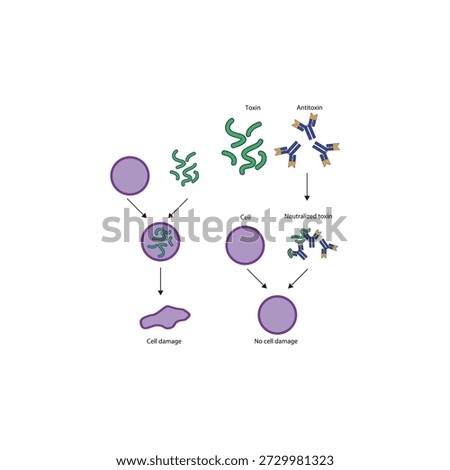 Neutralization of exotoxin by antitoxin antibodies diagram showing toxin binding, antibody inhibition, and prevention of cell damage. Simple diagram