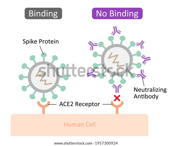 Neutralizing antibodies bind to spike proteins\
and prevent the virus from binding and entering the human cell.\
Health care and prevention\
concept.