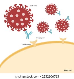 The Neutralizing antibody (Nab) specifically binds to the spike (S) protein region of SARS-CoV-2 for inhibiting the host cell infection via ACE2 receptor on the membrane