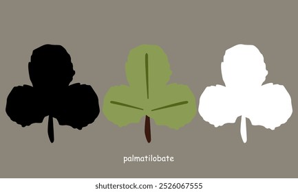 Conjunto de Ilustraciones vectoriales "neutras" hojas palmatilobadas
