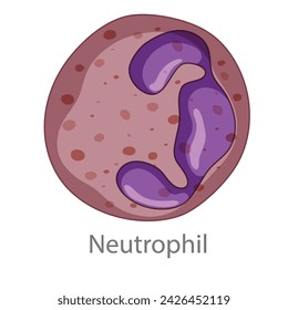 Neutrophil. Diagram of common stem cell types. Science banner isolated on background. Medical microscopic molecular conception. Premium Illustration file svg