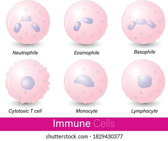 3,708 Eosinophil Images, Stock Photos & Vectors | Shutterstock