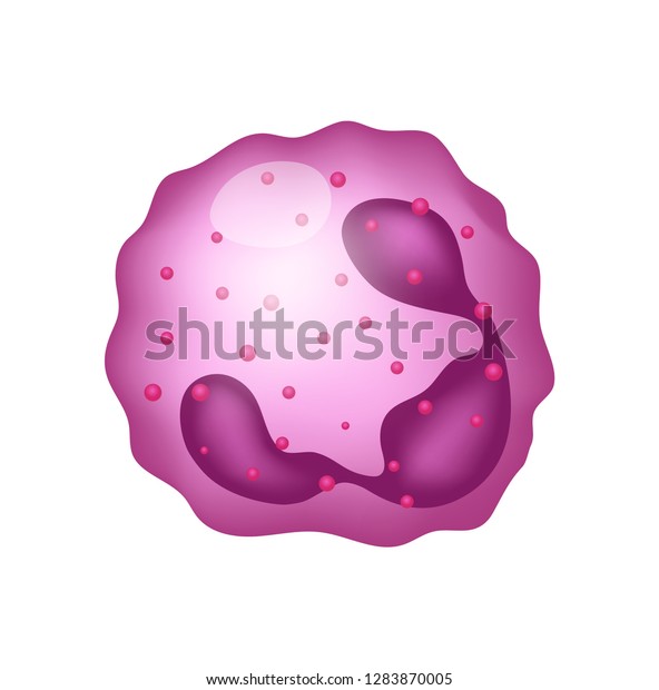 Neutrophil Vector Illustration Blood Cell Stock Vector (Royalty Free ...