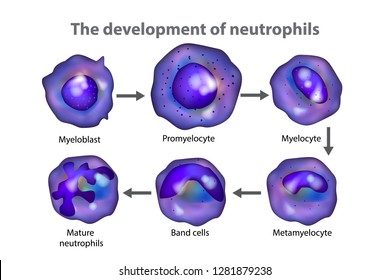 Neutrophils (neutrocytes). The development of neutrophils