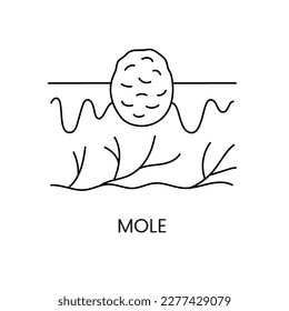 Nevus line icon in vector, illustration of mole in skin layers