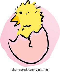 New baby chick emerging from broken egg
