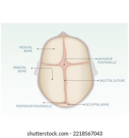 Cráneo Humano de Bebé Nacido Nuevo - Anatomía - Ilustración de acciones como archivo EPS 10