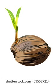 coconut seed clip art