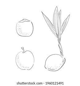 New born coconut. set. Vector illustration of a nut. Sprout and the beginning of life of a tree in the style of hand drawing.