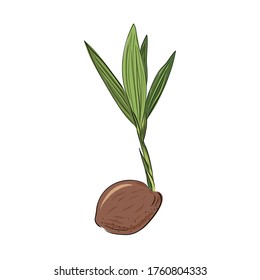 New born coconut. Vector illustration of a nut. Sprout and the beginning of life of a tree in the style of hand drawing.