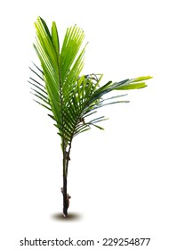 New born palm vector tree