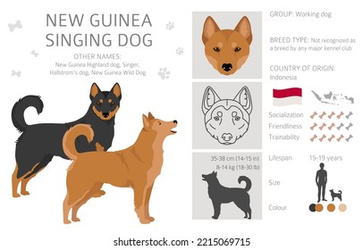 New Guinea singing dog clipart. All coat colors set.; All dog breeds characteristics infographic. Vector illustration