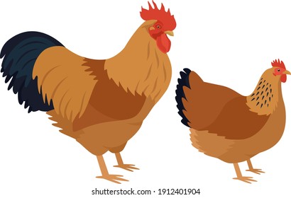 New Hampshire Breed of chickens Vector illustration Isolated object set