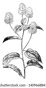New Jersey Tea is deciduous shrub that grows to only 3 ft. tall. The flowers are bright white in color, vintage line drawing or engraving illustration.