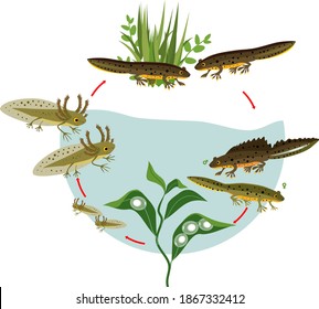 New life cycle. Sequence of stages of development of crested newt from egg to adult animal isolated on white background