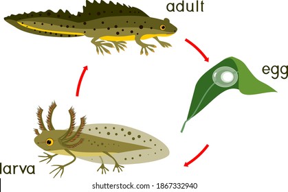 New life cycle. Sequence of stages of development of crested newt from egg to adult animal isolated on white background