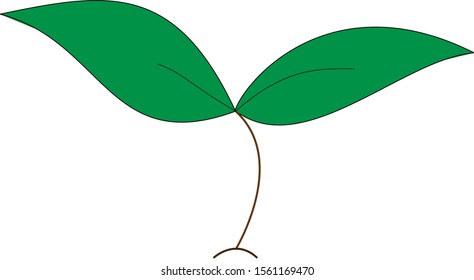 New logo green leaf icon, Sprout green natural logo with patterns of leaves and a thin stalk object on a white background concept of agriculture and harvest