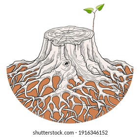 A new sprout grows out of a large old stump. Symbol of the rebirth of life. Isolated white background.