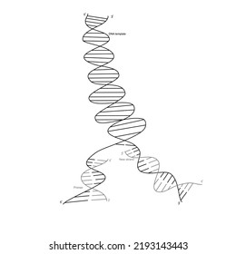 The New Strand Of Target DNA Was Synthesized After Specific Primer Binding That Showed The Concept Of DNA Amplified In PCR Technique.