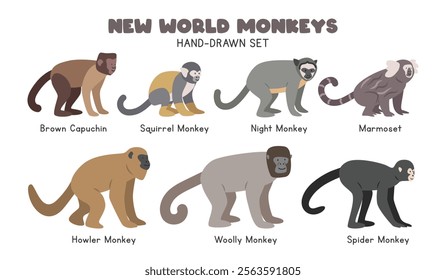 New World monkeys cartoon clipart set. tufted capuchin, squirrel monkey, night monkey, marmoset, brown howler, woolly, spider monkey vector illustrations in flat style. Hand-drawn wild animals concept