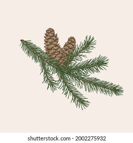 New year card with fir branch and cones. Сhristmas illustration. Botanical vector. Colorful pattern.