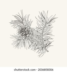 Tarjeta de año nuevo con rama de pino y cono. Decoración navideña. Ilustración botánica vectorial. Blanco y negro.
