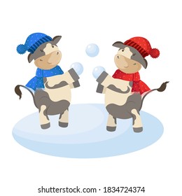 New year cartoon illustration with bulls playing with snowballs. Funny winter characters isolated on white background.