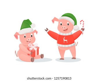 New Year pigs in Santa hats, gift box and cane candy. Piglets in knitted sweater, lollipop and present, winter holidays vector illustrations isolated