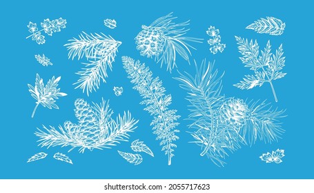 New year set with spruce and pine branches, cones, fern and leaves. Botanical collection with coniferous trees. Vector illustration. Engraving style. Skyblue and White background. 