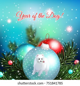 New Year tree ball with white Japanese spitz in Christmas composition with fir branches and beads on blue blurred background