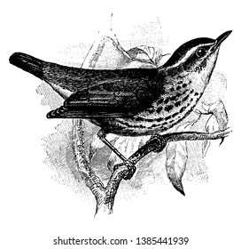 New York Waterthrush is a passerine bird of the New World warblers, vintage line drawing or engraving illustration.