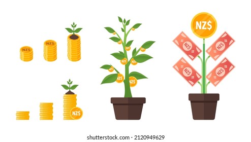 New Zealand Dollar Money Tree Growing