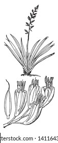 New Zealand Flax is a liliaceous plant bearing tough The two species are widely known in New Zealand and elsewhere as New Zealand flax or flax lily but are not related to flax, vintage