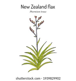 New Zealand flax (Phormium tenax), medicinal plant. Hand drawn botanical vector illustration