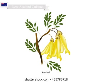 New Zealand Flower, Illustration of Kowhai Flowers. The National Flower of New Zealand.