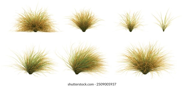 Nova zelândia cabelo sedge árvores forma recortar fundos transparentes 3d renderização