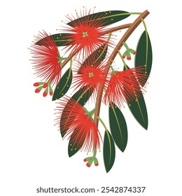 New Zealand Pohutukawa Tree Blossom Illustration