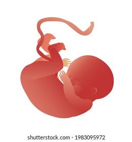 A newborn baby with an umbilical cord. Pregnancy and motherhood, new life concept. A sleeping child in the womb. Color vector illustration isolated on a white background in the style of a clipart.