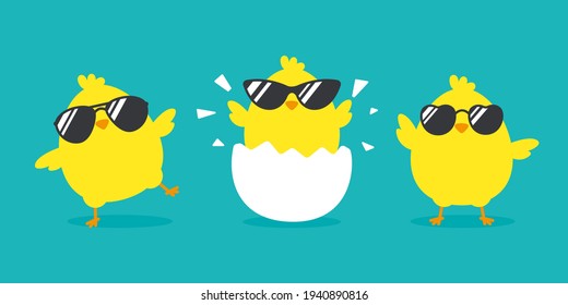 Newborn chick with glasses coming out of eggs isolated on background.