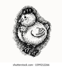 Newborn chicken hand drawn vector sketch isolated on the white background
