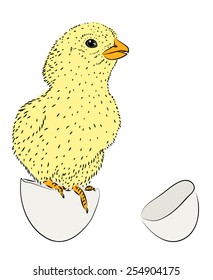 Newborn chicken sitting in egg shell. Hand-drawn illustration