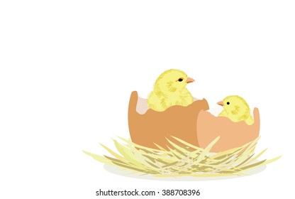 Newborn chicks in eggs