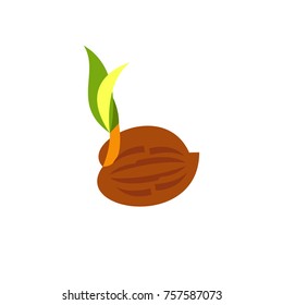 Newborn coconut with leaf icon