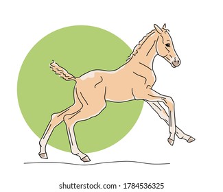 Newborn foal is full of energy