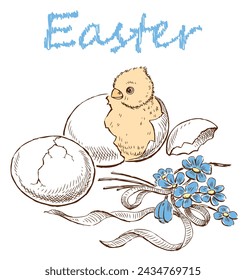 Newborn hatched Easter chick, eggs, delicate violets bouquet with ribbon, greeting card, hand drawn vector illustration