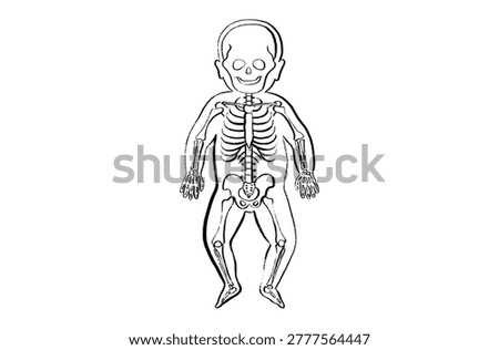 Newborn skeleton anatomy and bone structure. Skeletal system diagram with skull, spine, rib cage, pelvis, and limbs within a Child body silhouette. Orthopedics, biology, and healthcare sketch vector