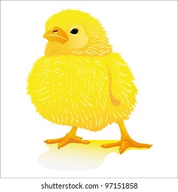 Newborn yellow chick