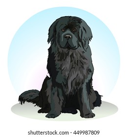 Newfoundland. Big dog with thick long hair. Large breed. Favorite pets. Friend of human. Realistic vector illustration.