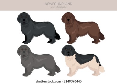 Newfoundland clipart. Different poses, coat colors set.  Vector illustration